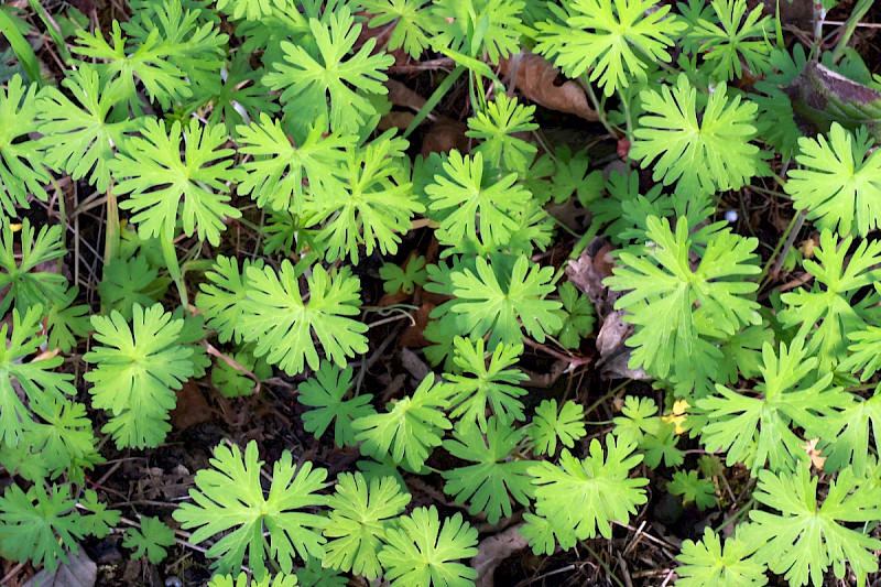 Geranium columbinum - &copy; Charles Hipkin