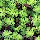 Geranium columbinum