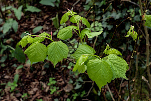 Small-leaved Lime: Tilia cordata