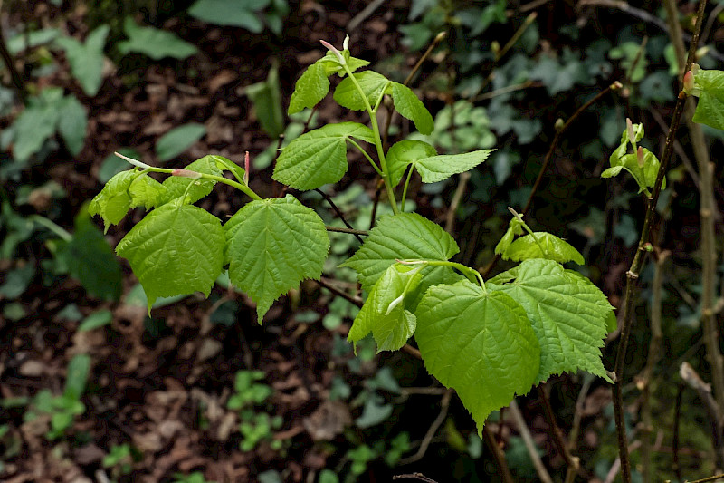 Tilia cordata