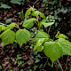 Tilia cordata