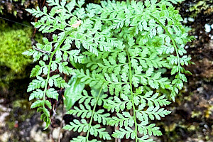 Cystopteris fragilis Brittle Bladder-fern