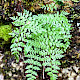 Cystopteris fragilis
