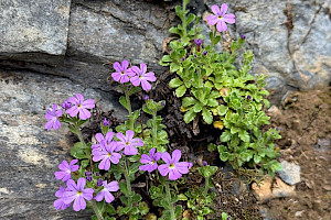 Erinus alpinus Fairy Foxglove