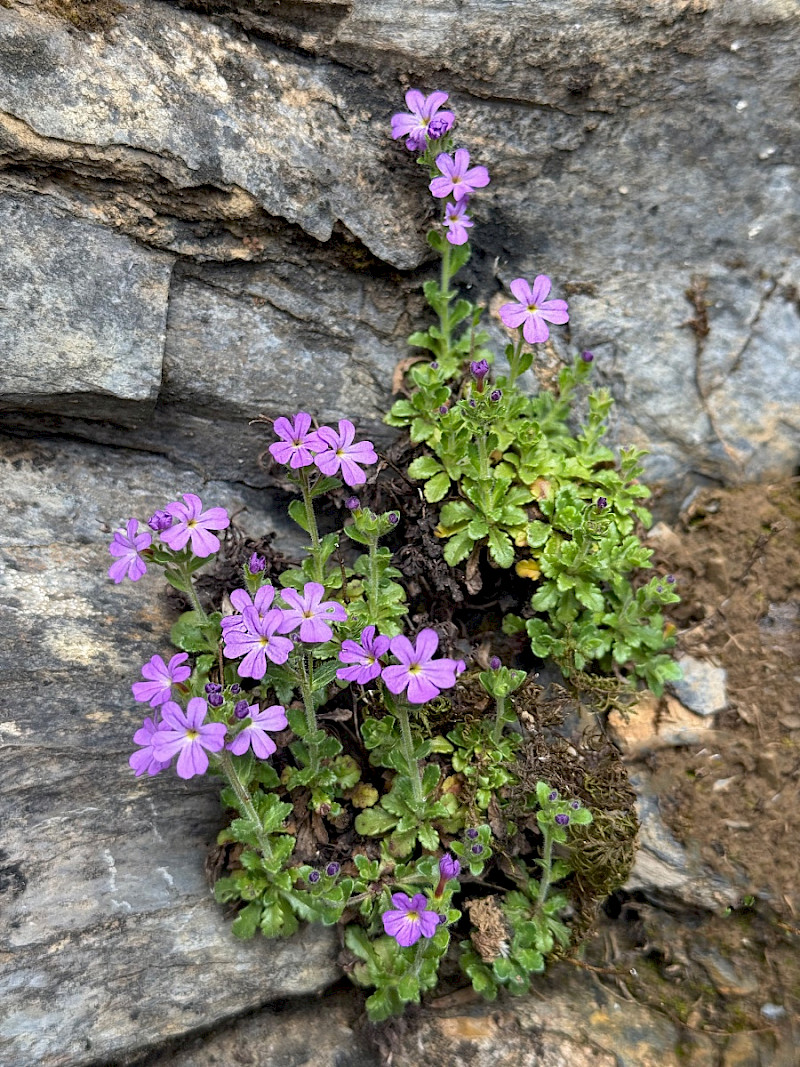 Erinus alpinus - &copy; Charles Hipkin