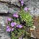 Erinus alpinus