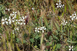 Raphanus raphanistrum subsp. raphanistrum Wild Radish