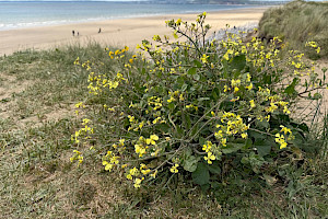 Sea Radish: Raphanus raphanistrum subsp. maritimus