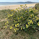 Raphanus raphanistrum subsp. maritimus