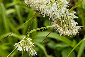 Snow-white Woodrush: Luzula nivea