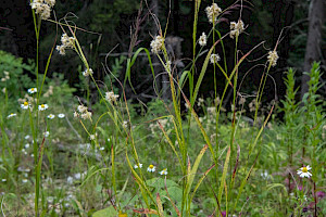 Snow-white Woodrush: Luzula nivea