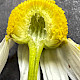 Matricaria chamomilla