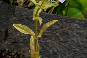 Blue Water-speedwell: Veronica anagallis-aquatica