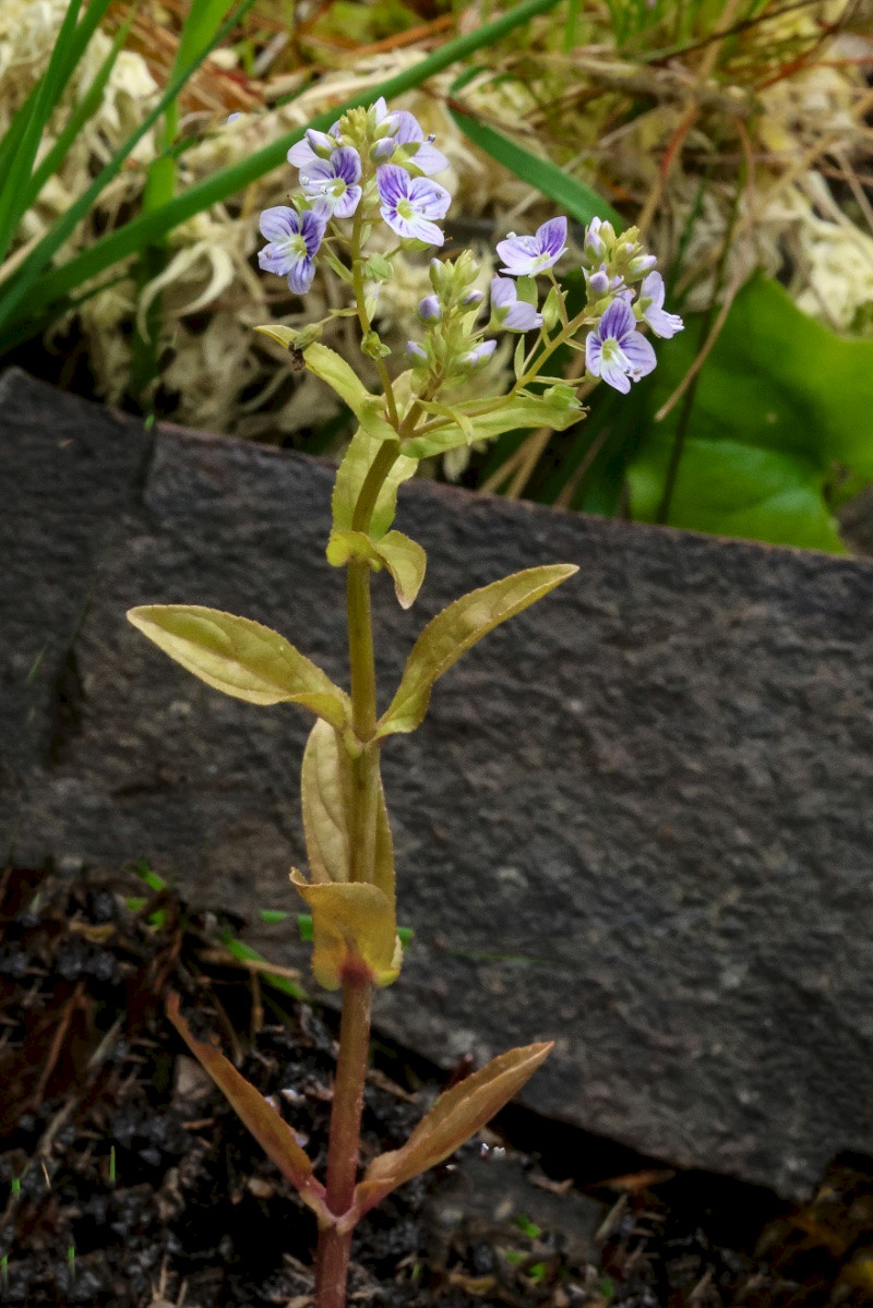 Veronica anagallis-aquatica - &copy; Charles Hipkin