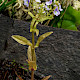 Veronica anagallis-aquatica