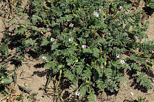 Sticky Stork's-bill: Erodium lebelii