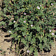Erodium lebelii