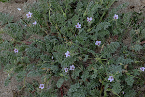 Sticky Stork's-bill: Erodium lebelii