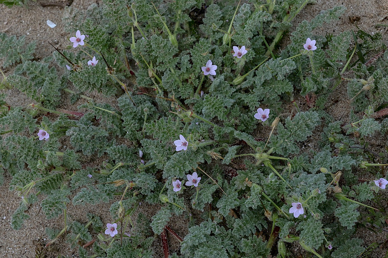 Erodium lebelii - &copy; Charles Hipkin