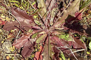 Smooth Cat's-ear: Hypochaeris glabra