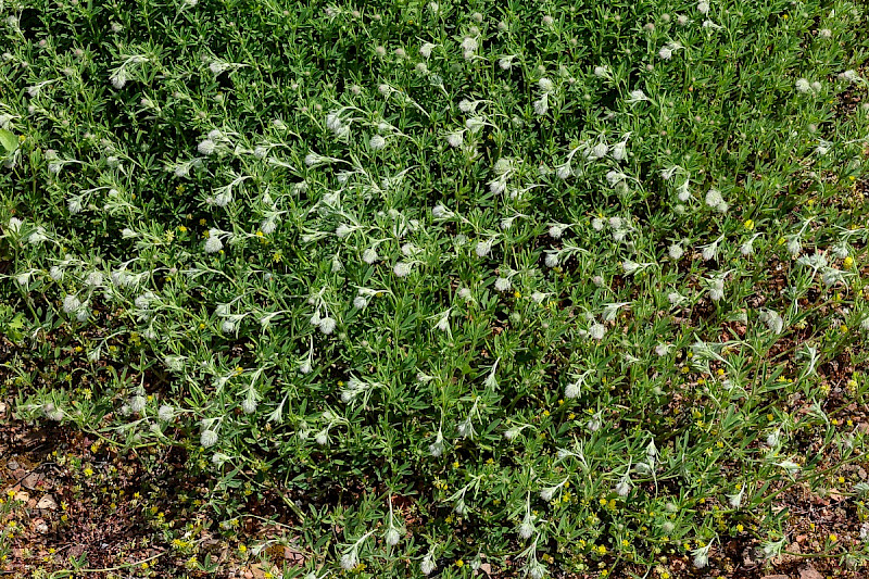 Trifolium arvense - &copy; Charles Hipkin