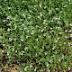 Trifolium arvense