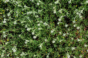 Hare's-foot Clover: Trifolium arvense