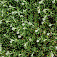 Trifolium arvense