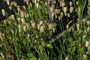 Greater Quaking-grass: Briza maxima