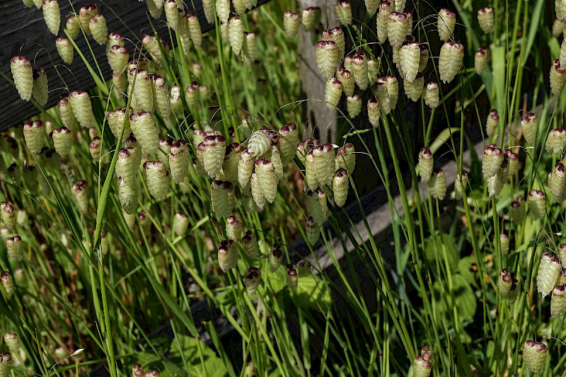 Briza maxima