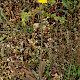 Hypochaeris glabra