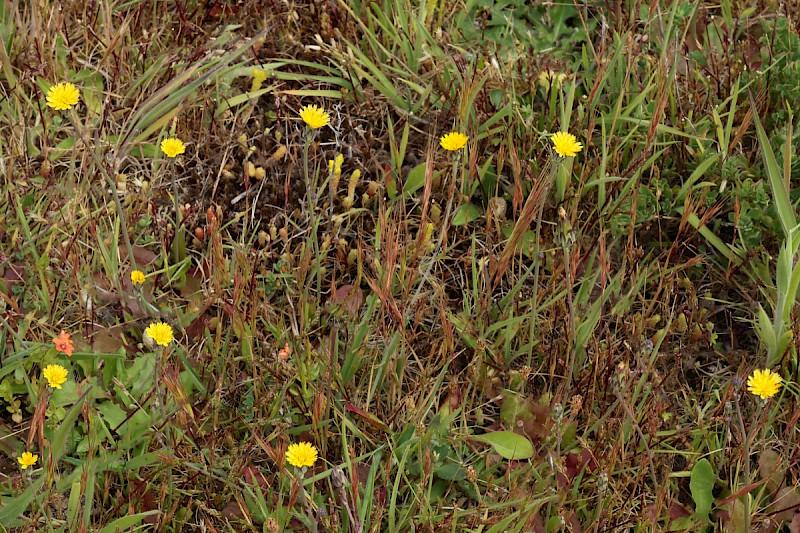 Hypochaeris glabra - &copy; Charles Hipkin