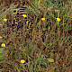 Hypochaeris glabra