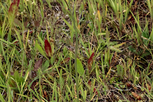 Hypochaeris glabra Smooth Cat's-ear