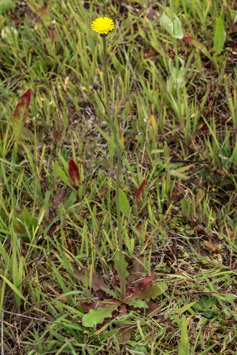 Hypochaeris glabra - &copy; Charles Hipkin
