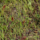 Hypochaeris glabra