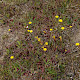 Hypochaeris glabra