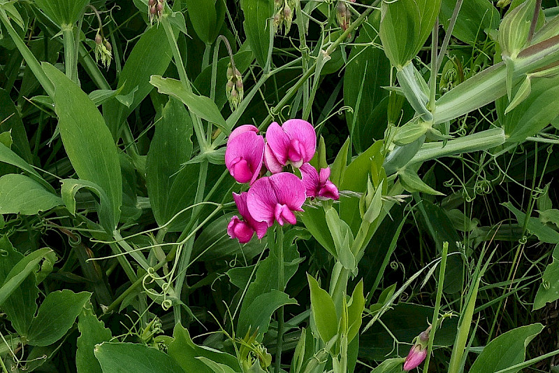 Lathyrus latifolius - &copy; Charles Hipkin