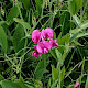 Lathyrus latifolius