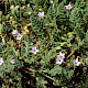 Erodium lebelii