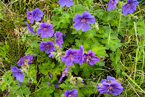Purple Crane's-bill: Geranium x magnificum