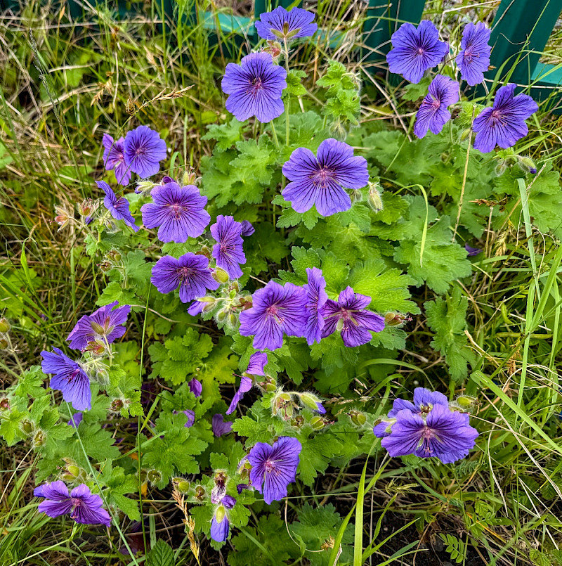 Geranium x magnificum - &copy; Charles Hipkin
