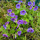Geranium x magnificum