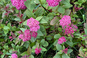 Japanese Spiraea: Spiraea japonica