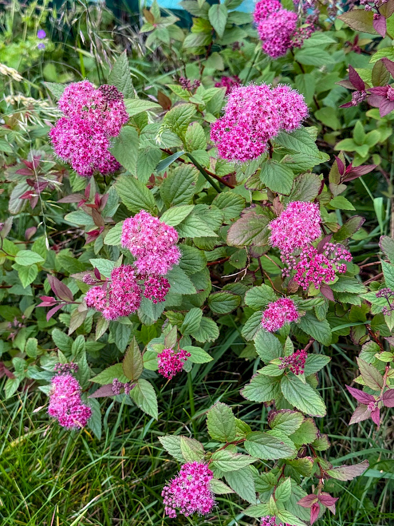 Spiraea japonica - &copy; Charles Hipkin