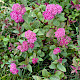 Spiraea japonica