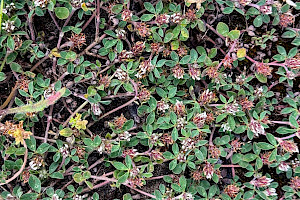 Trifolium scabrum Rough Clover
