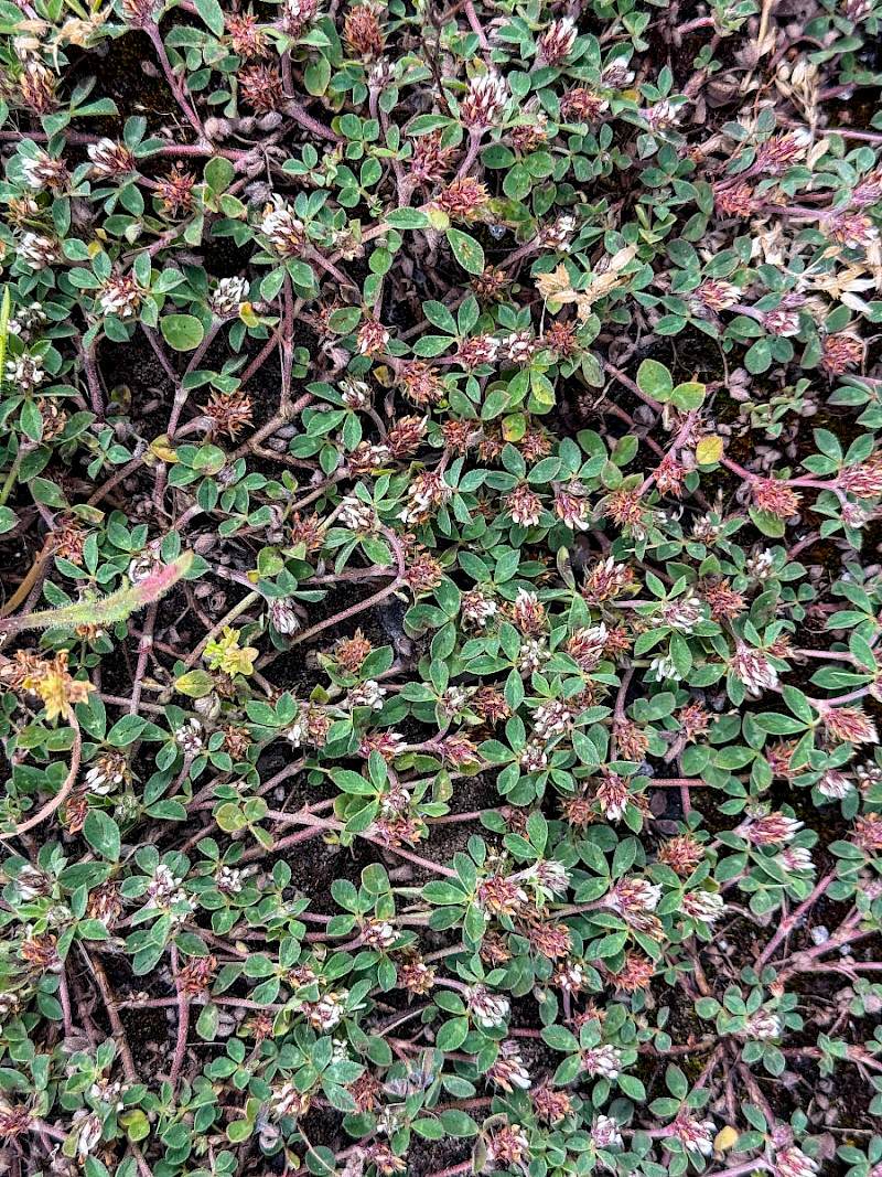 Trifolium scabrum - &copy; Charles Hipkin
