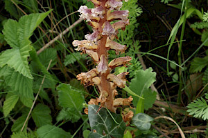 Ivy Broomrape: Orobanche hederae