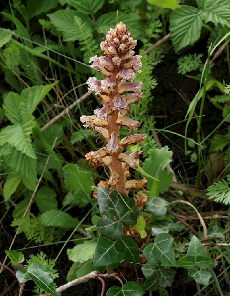 Orobanche hederae - &copy; Charles Hipkin